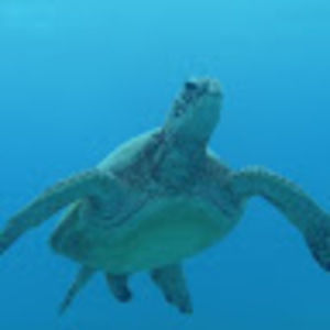 Meet your Posher, Es